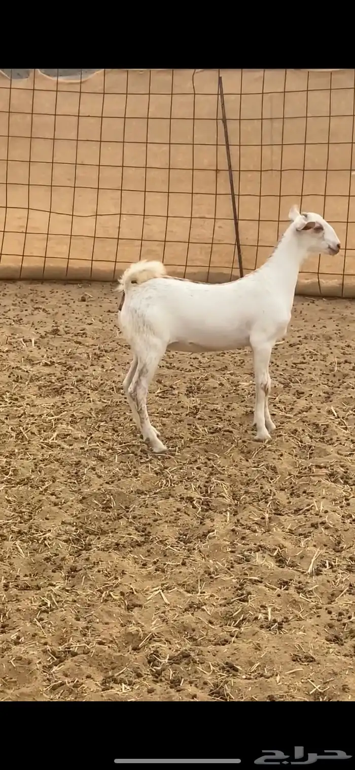 معزا برص صنف الصنف مراح واحد جنب 1