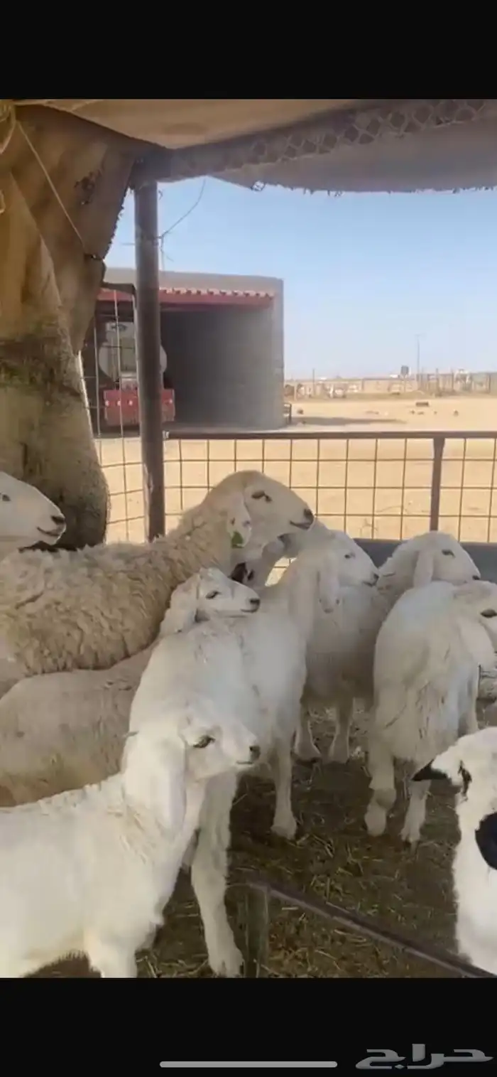 غنم مواليد 3