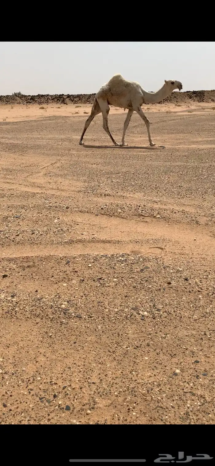 قعود حوار اوضح على صدام ابن قريع 2