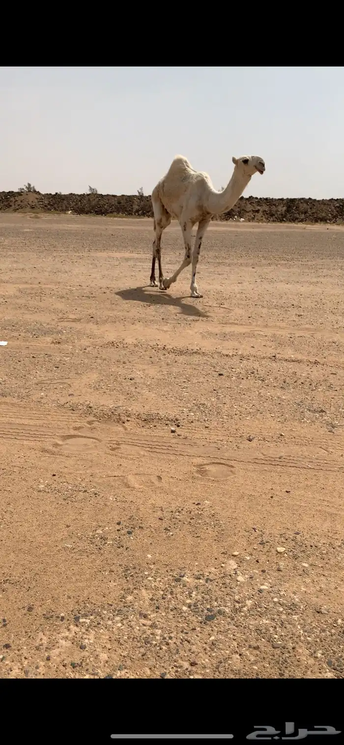 قعود حوار اوضح على صدام ابن قريع 1