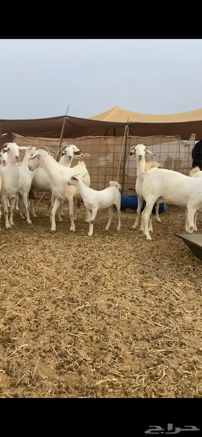 معزا برص صنف الصنف مراح واحد جنب 8