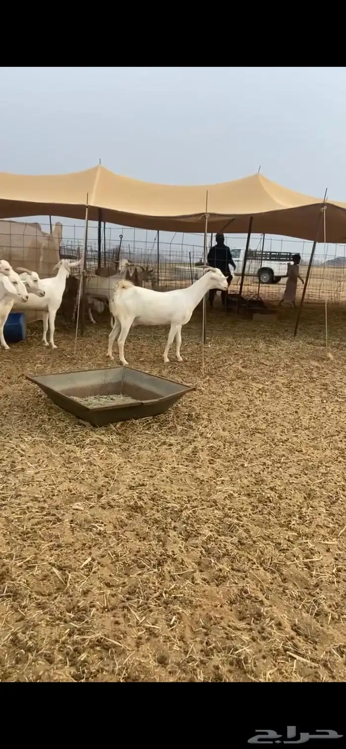 معزا برص صنف الصنف مراح واحد جنب 5