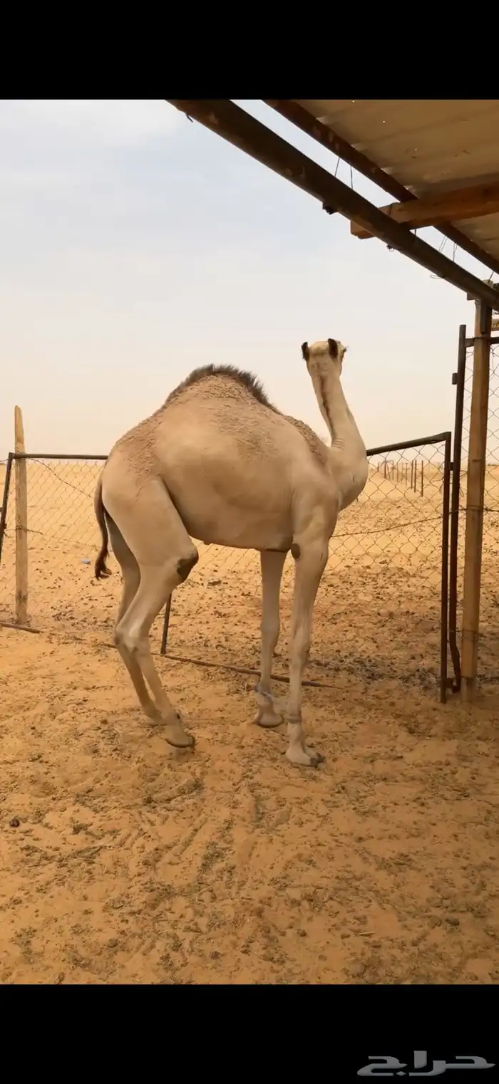 قعدان للمناسبات 2