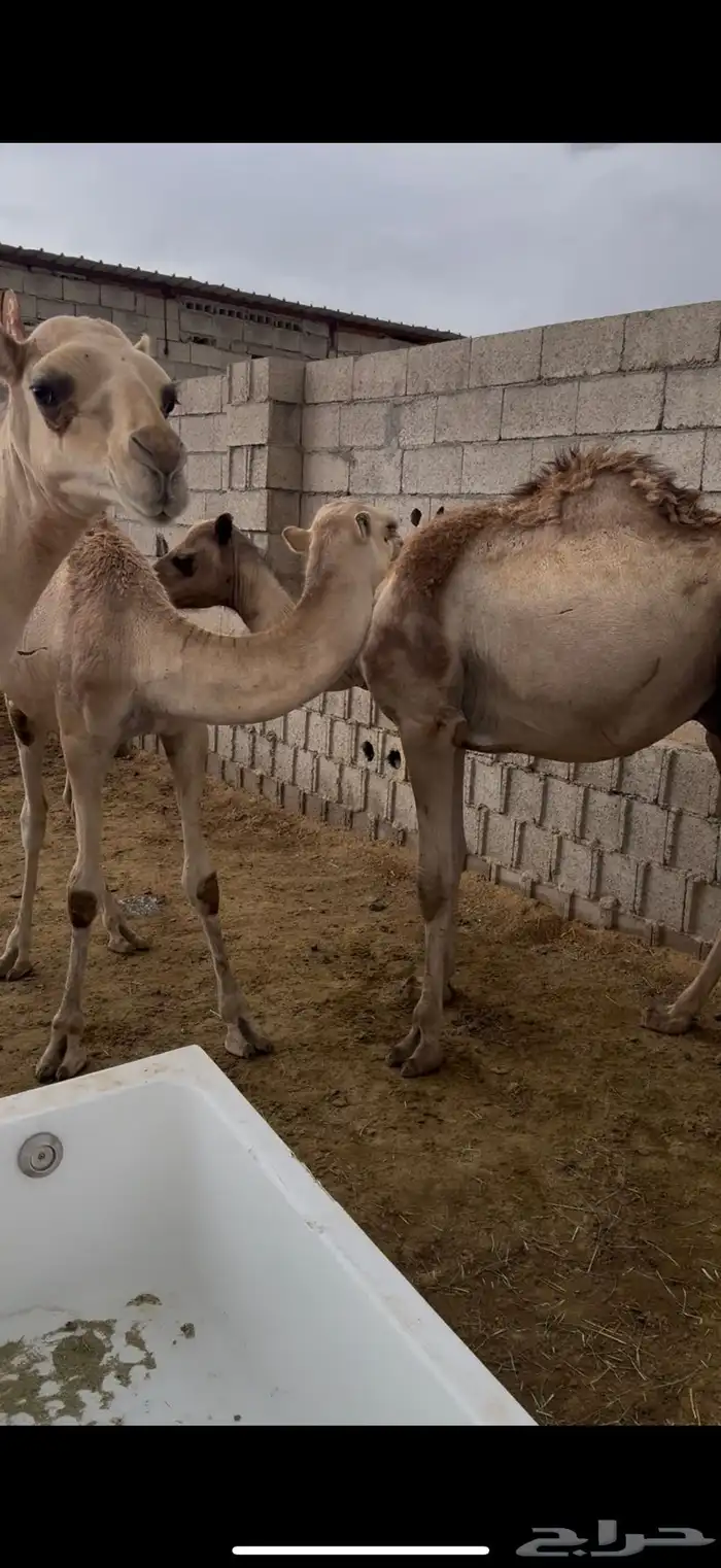 حشوان للبيع 1