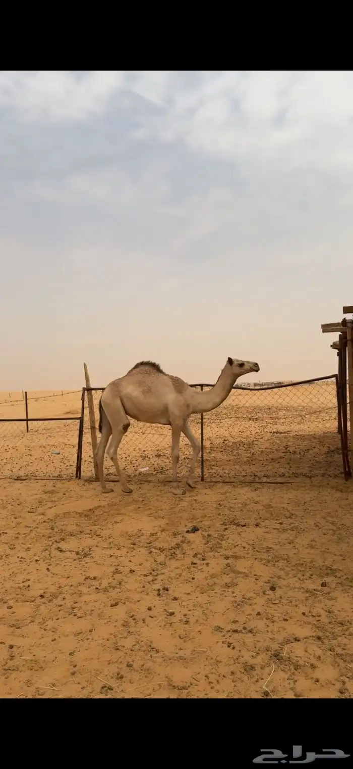 قعدان للمناسبات 6