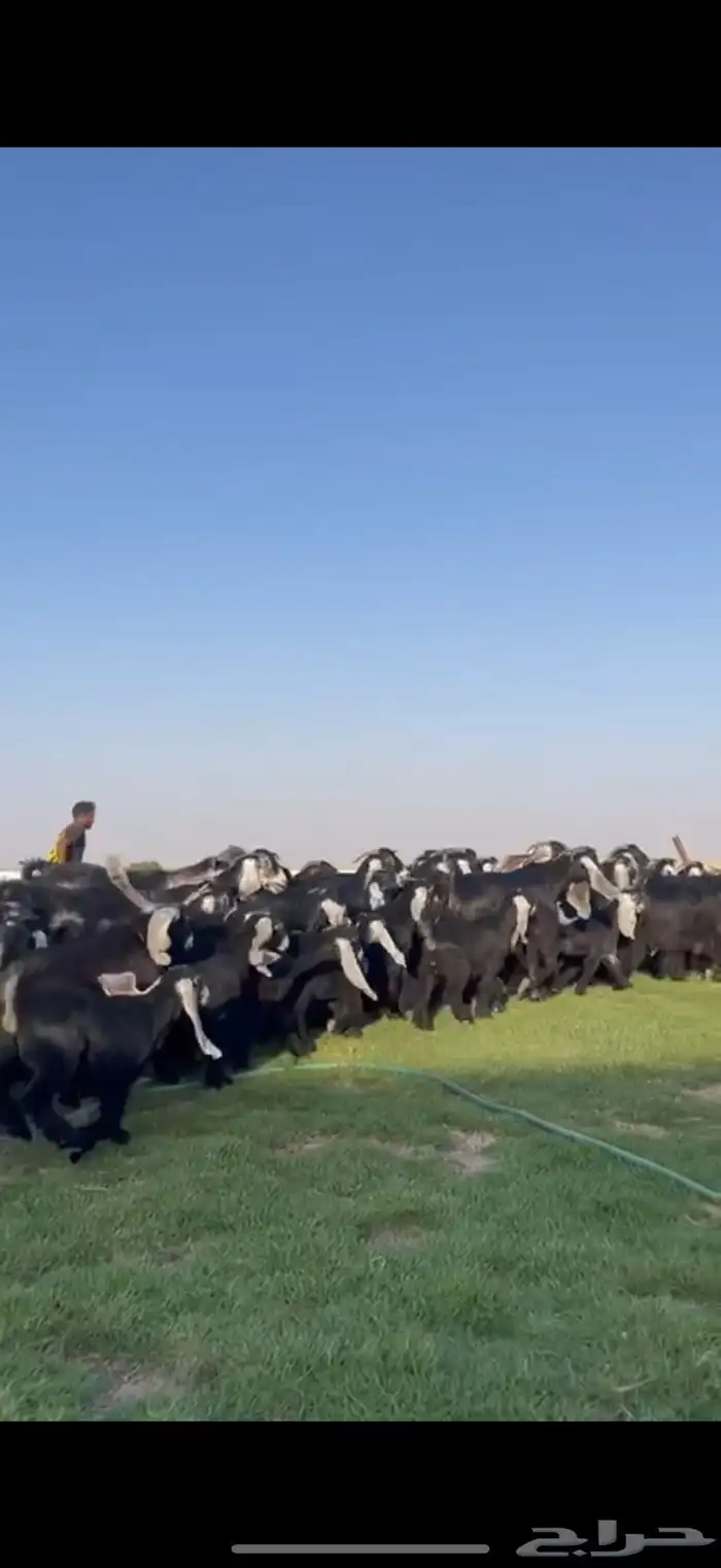 مراح عوارض صنف فاااخره متابيع 3