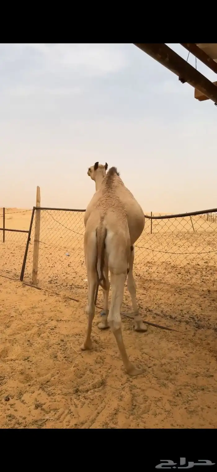 قعدان للمناسبات 4