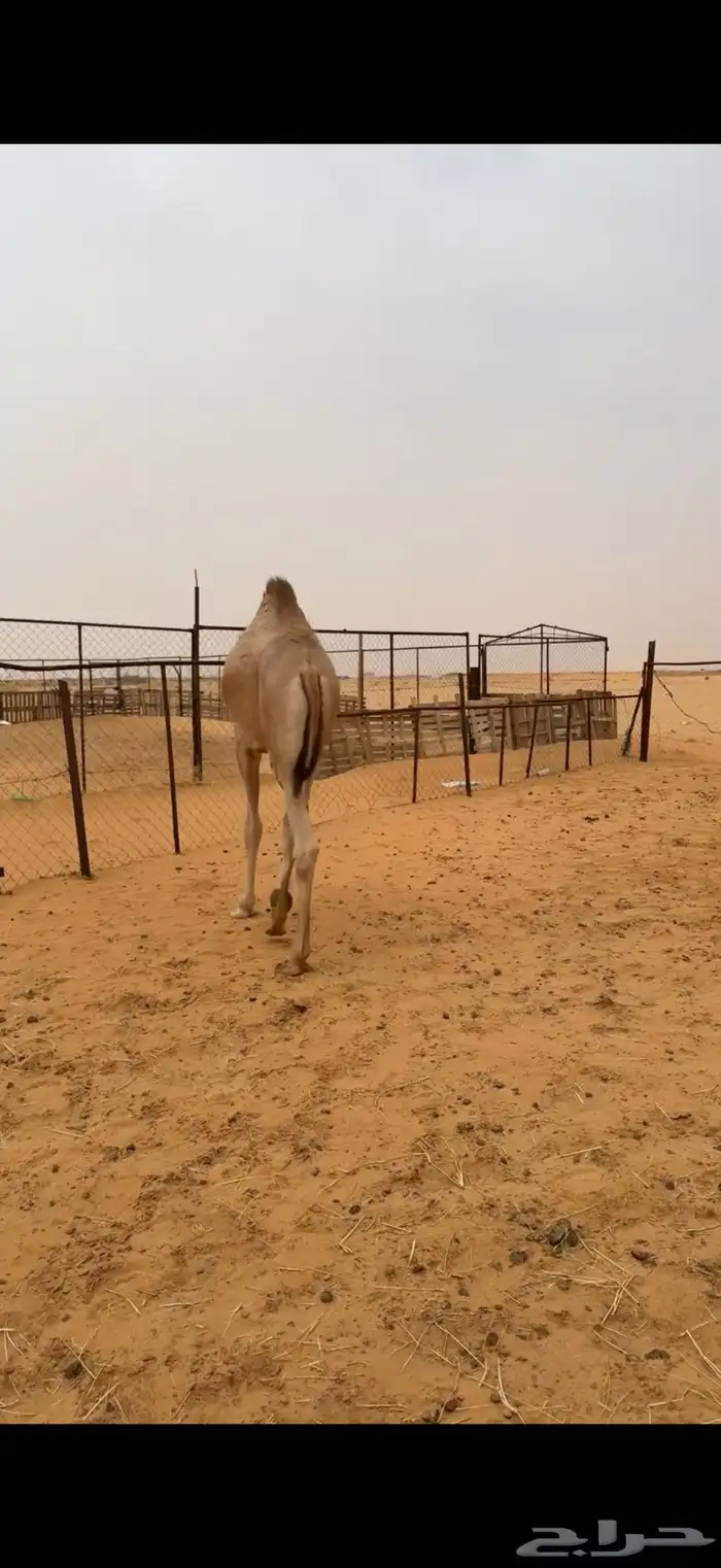 قعدان للمناسبات 0