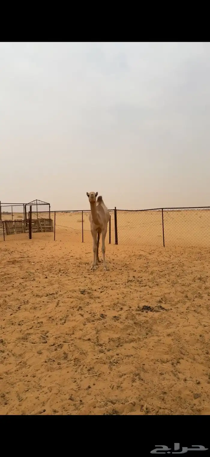 قعدان للمناسبات 5