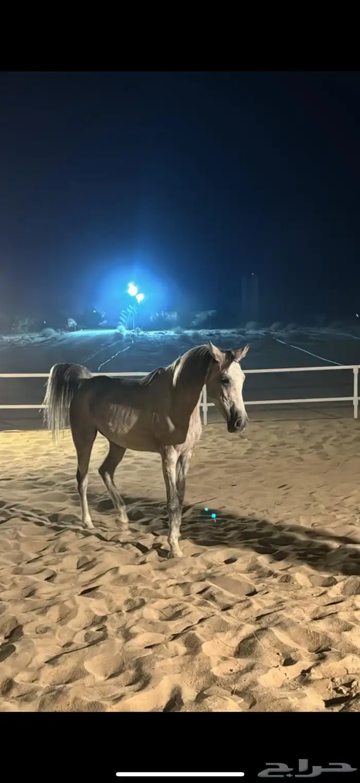 فرس و مهرة شعبية 0