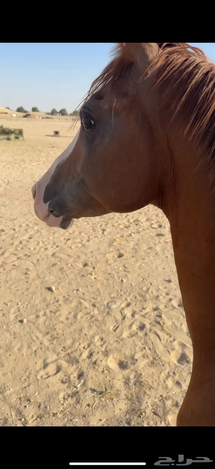 حصان شعبي طرب 2