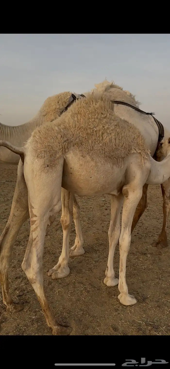 قعود كفو عمره 7 ونص 0