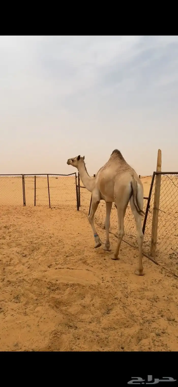 قعدان للمناسبات 3