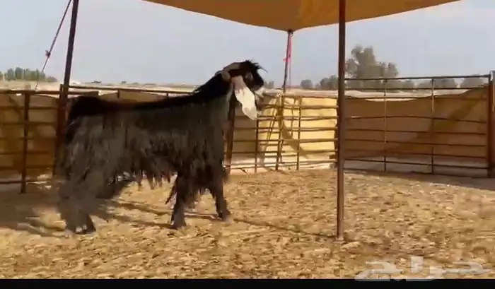 تيس 0
