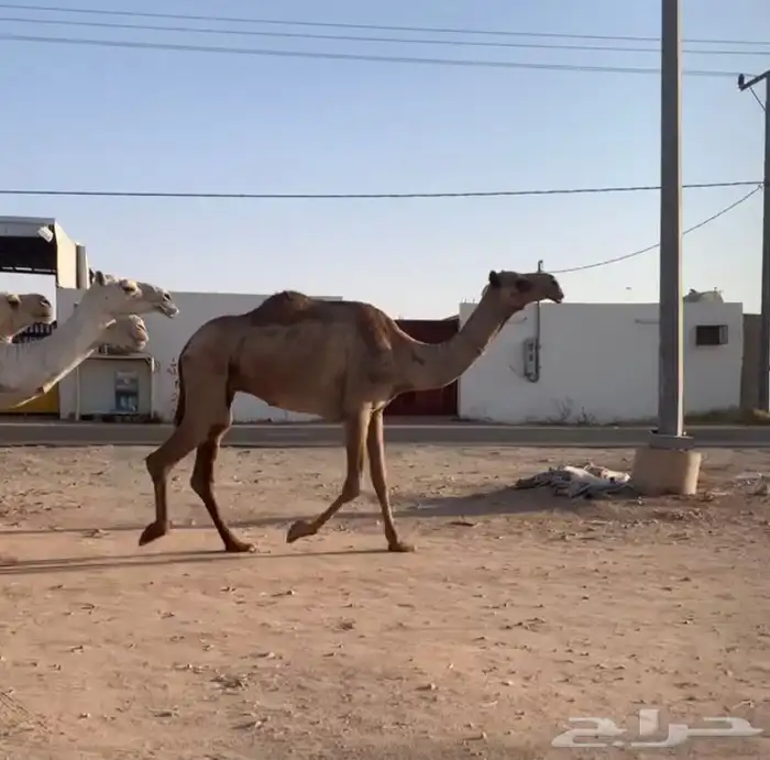عشاير مبيوعه عياله بيع 4500 2