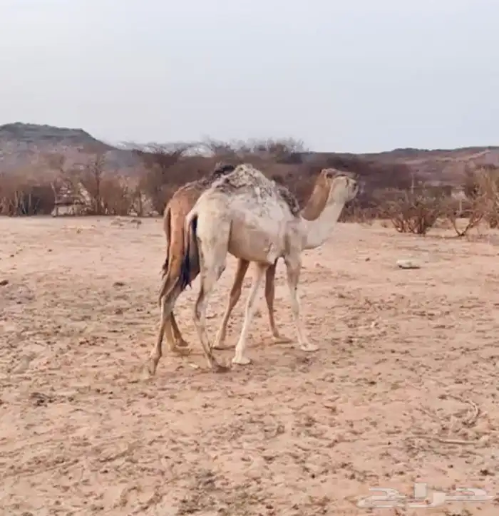 بعير ارك حمر كفو 3