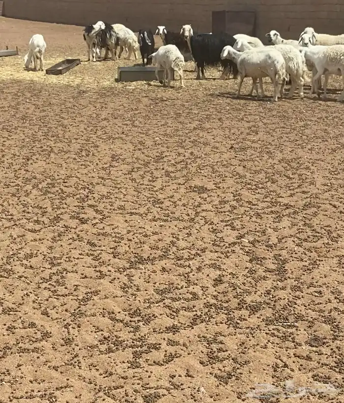 للبيع مراح عدد 44 0