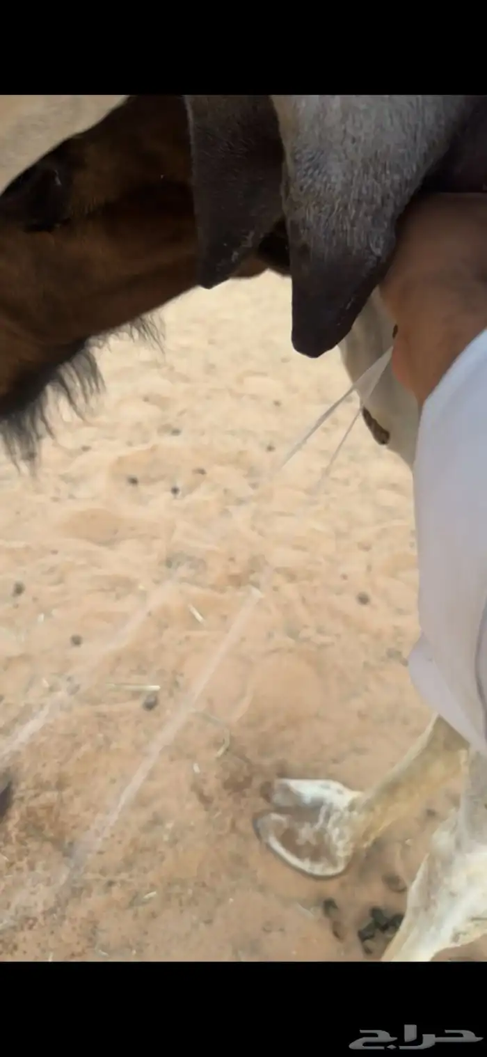 عشراء شقحاء جذعه حدرها لكره صفراء 5