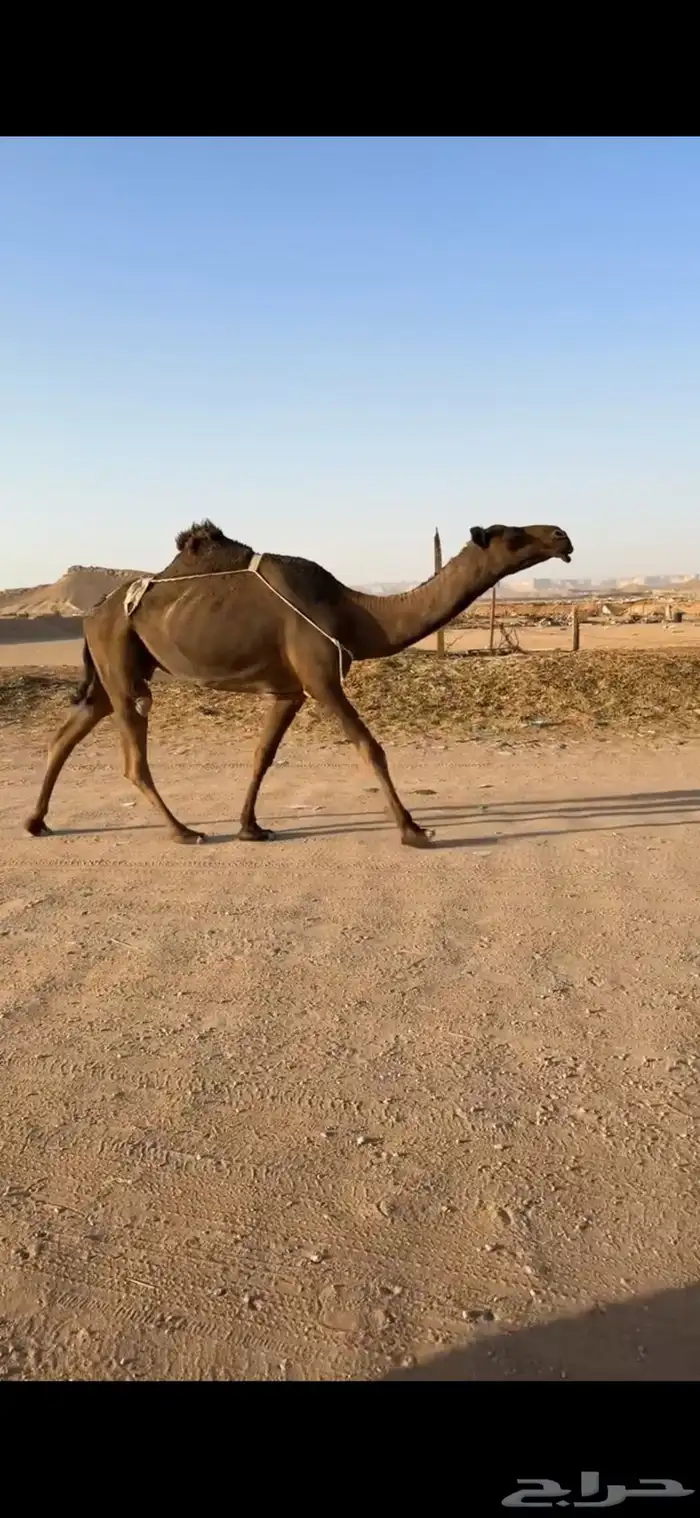 عشرا صفرا 1