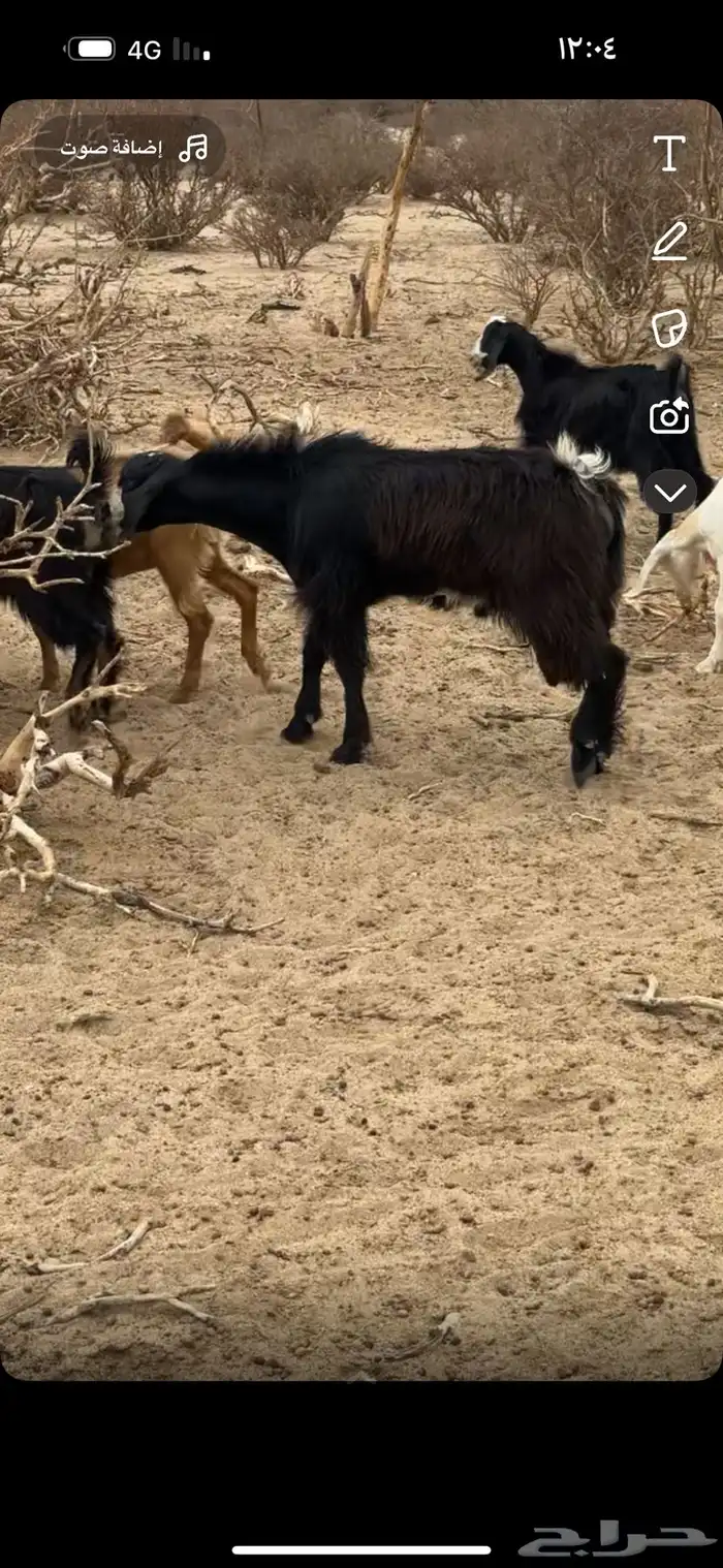 تيس فحل مشروع احو أجم 0