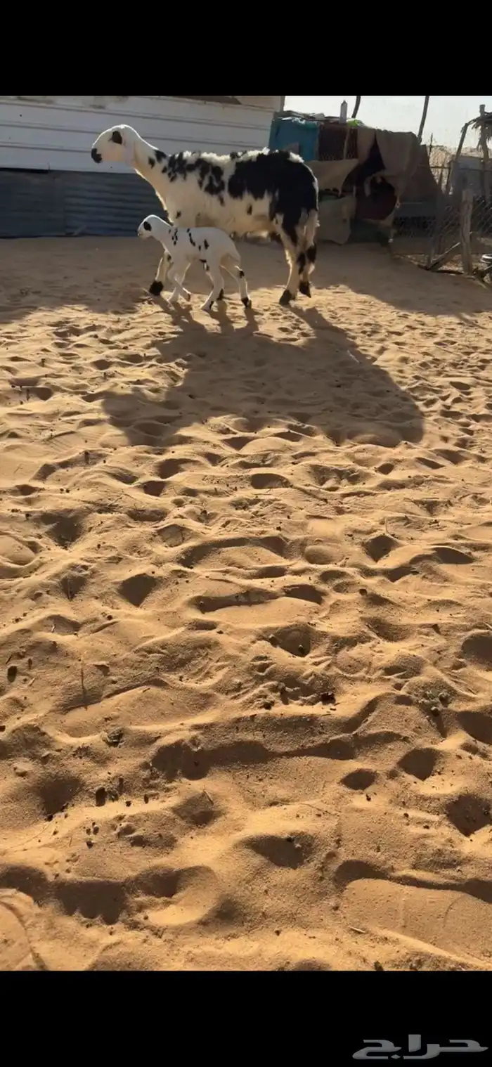 للبيع حريه متبع بخروف كفو 1