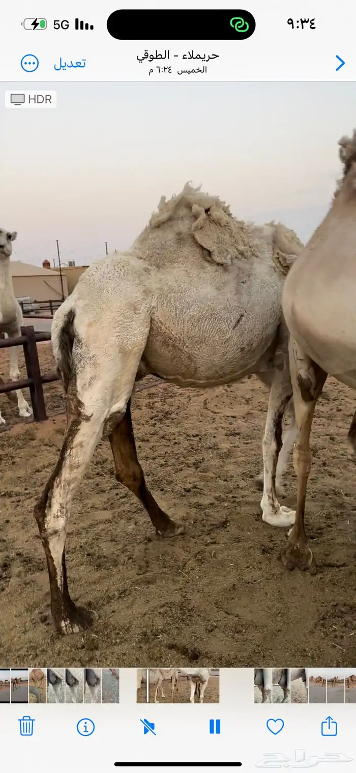 نياق قصب طيبة 2