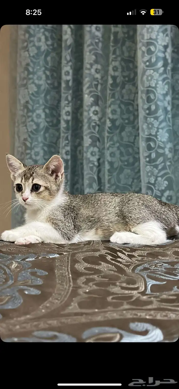 اربع قطط كيتين تبني 0