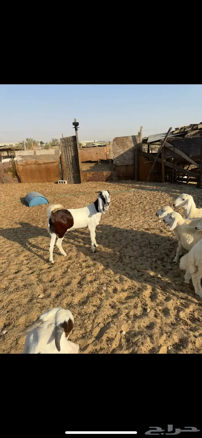 ذبائح للبيع 3