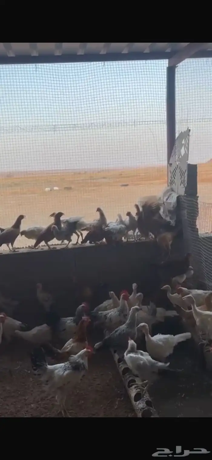 ديك بلدي 0