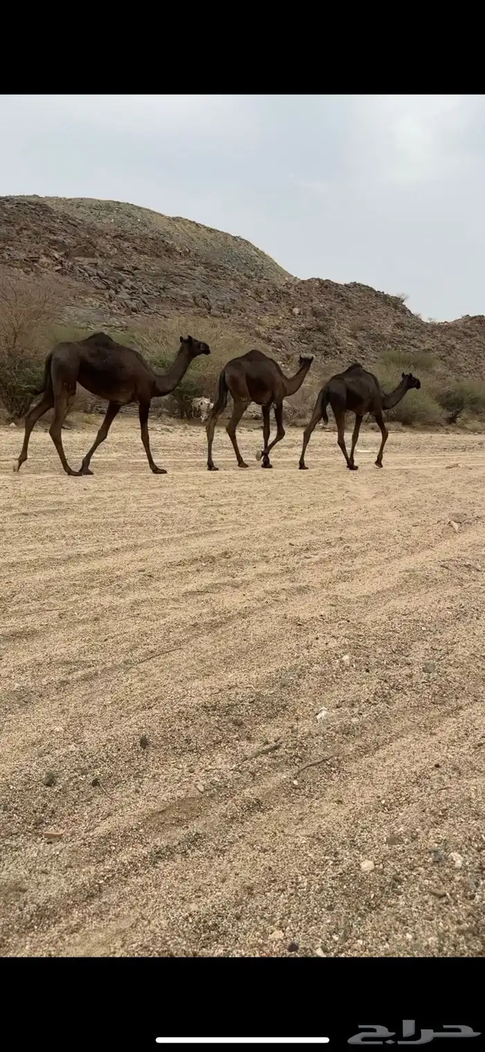 ثلاث بكار وقعود للبيع 0