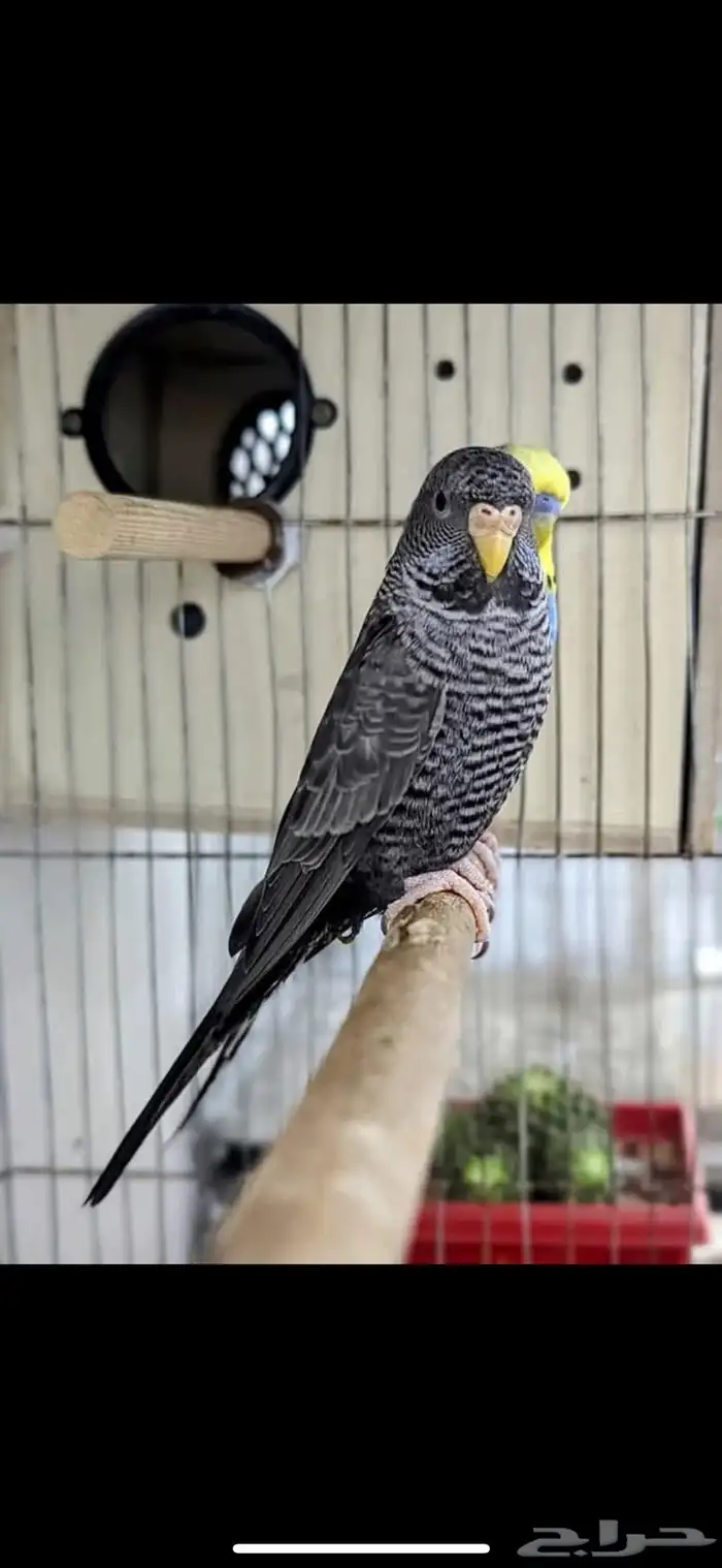 مزاد وحراج صوتي 1