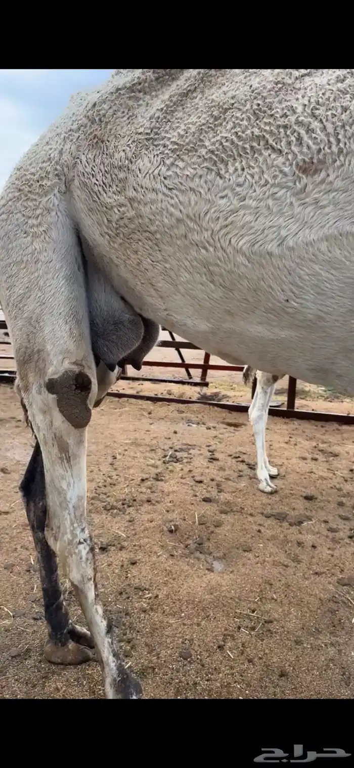 ضروبه عفرا 2