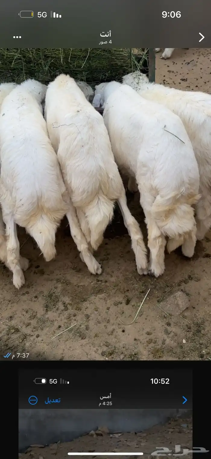 ذبح وتوصيل شي نظيف ومشروط 0