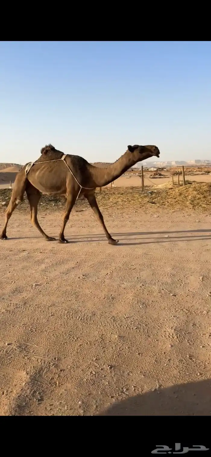 عشرا صفرا 0