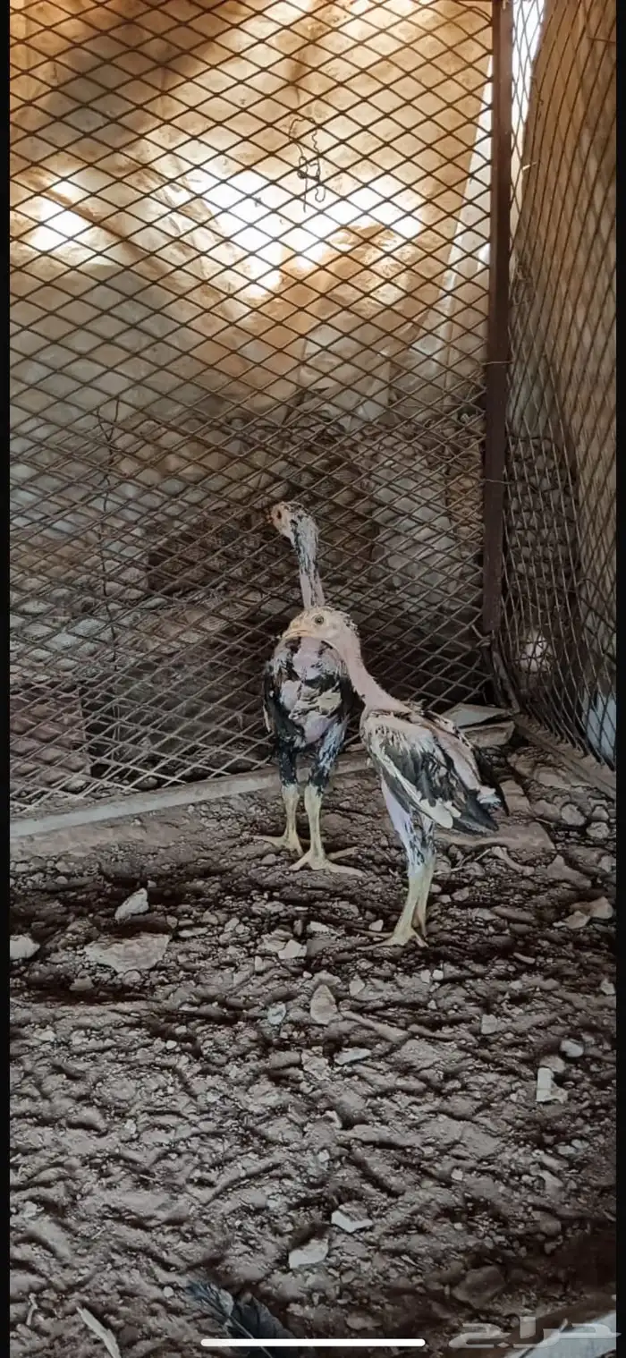 دجاجه بكستانيه 2
