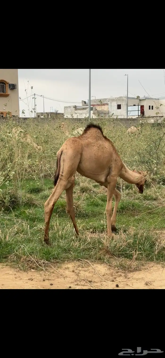 ثنين قعدان للبيع 3