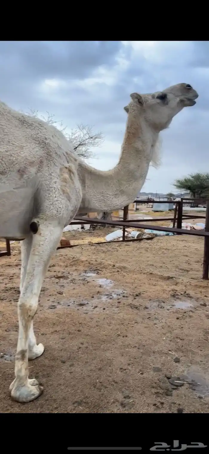 ضروبه عفرا 3