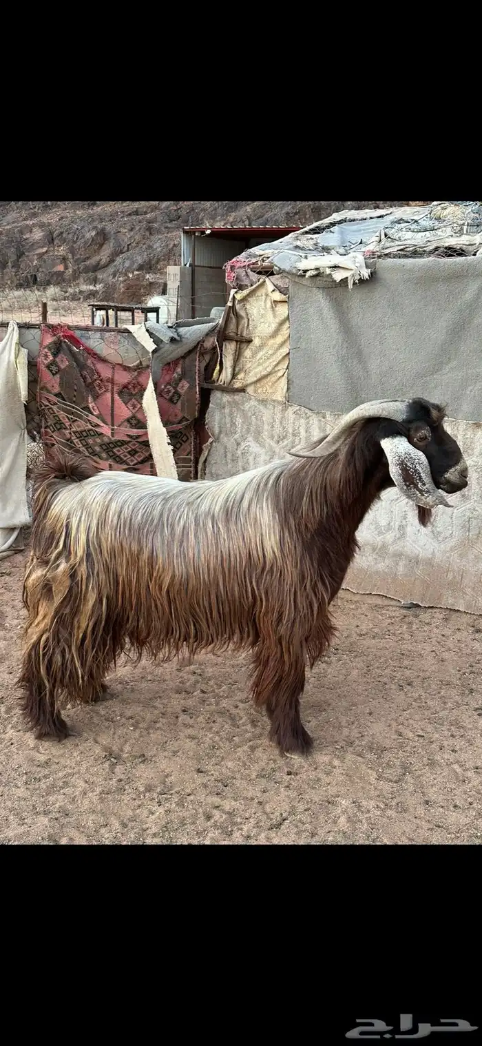 تيس فحل 0