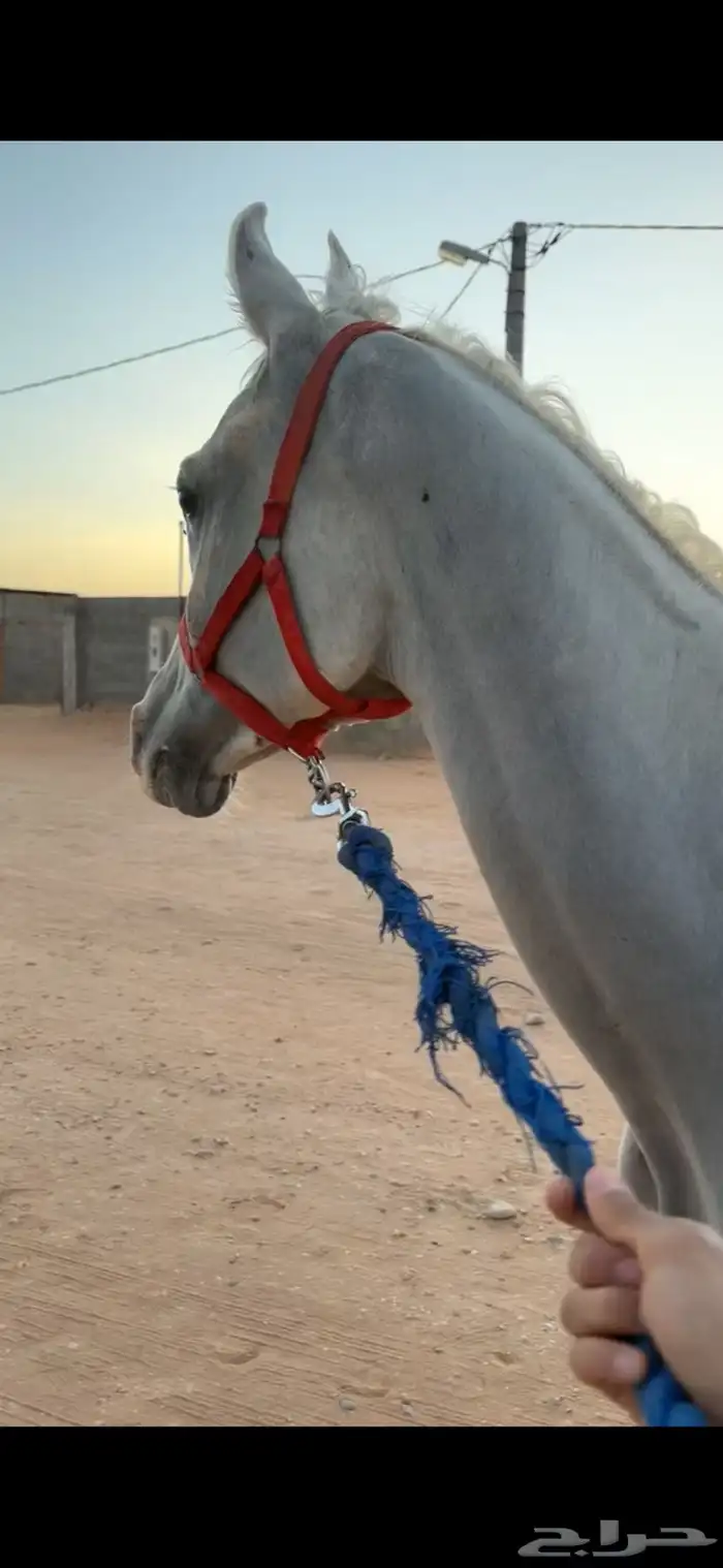 حصان 6