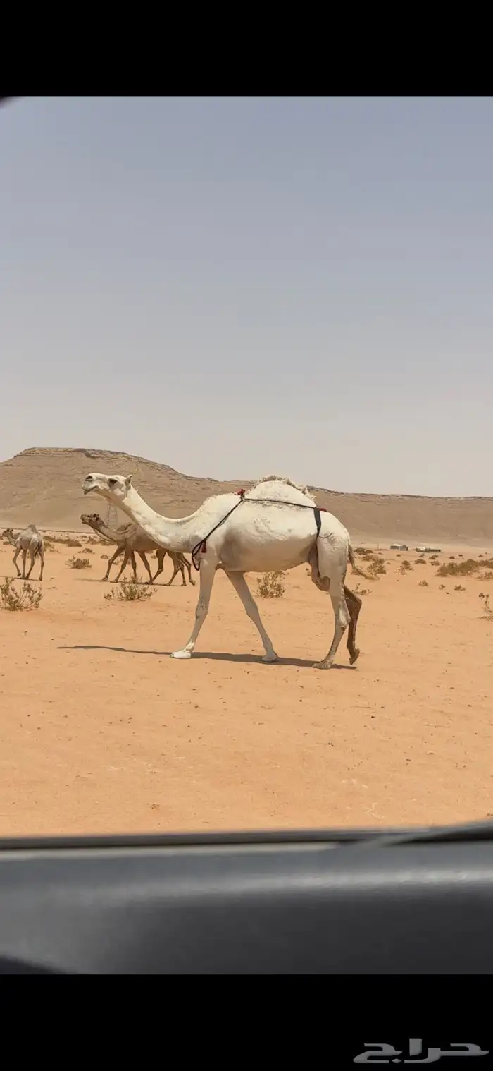 ضريبه وضحا طيبه 0