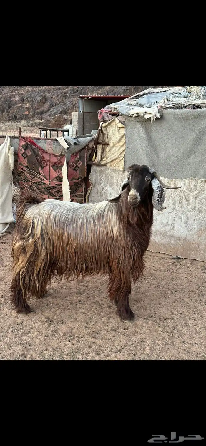 تيس فحل 1