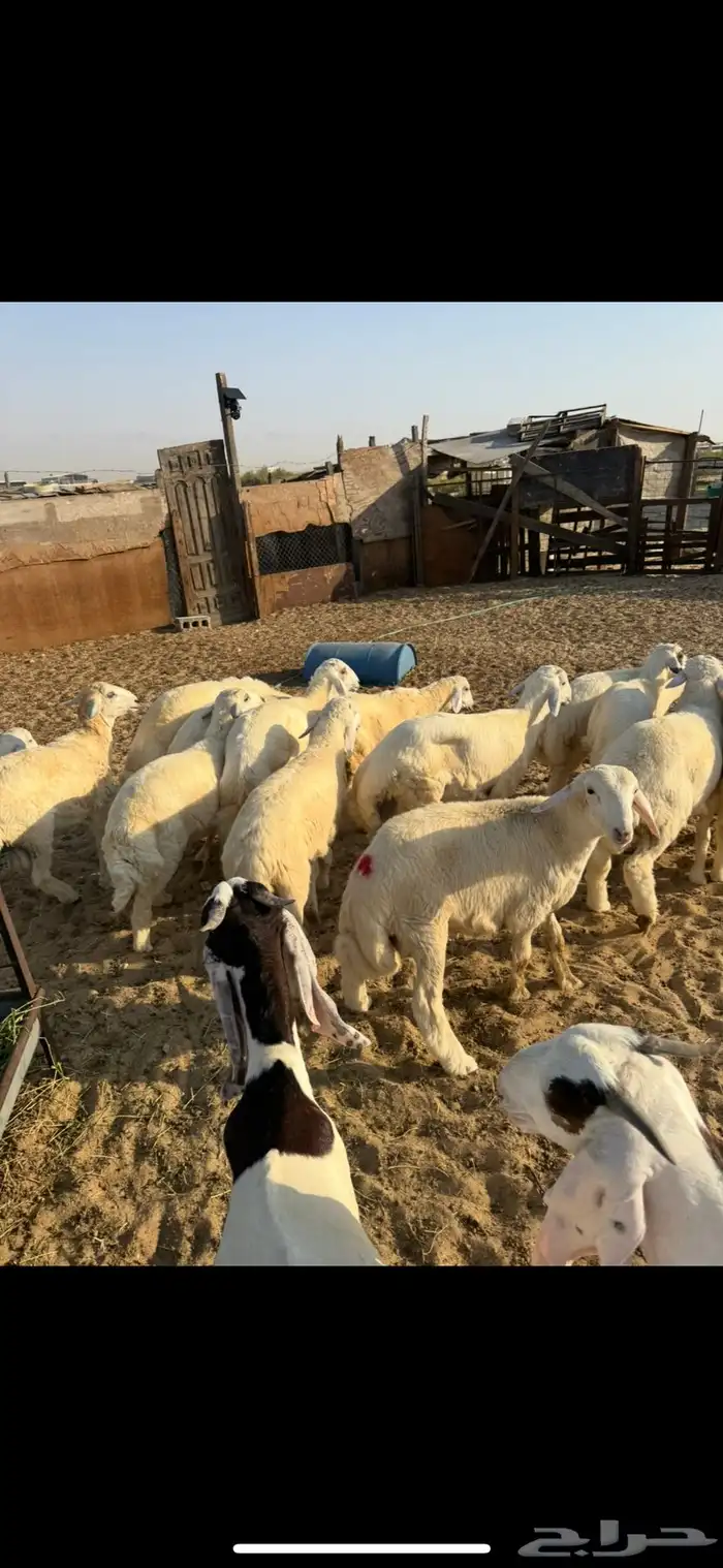 ذبائح للبيع 6
