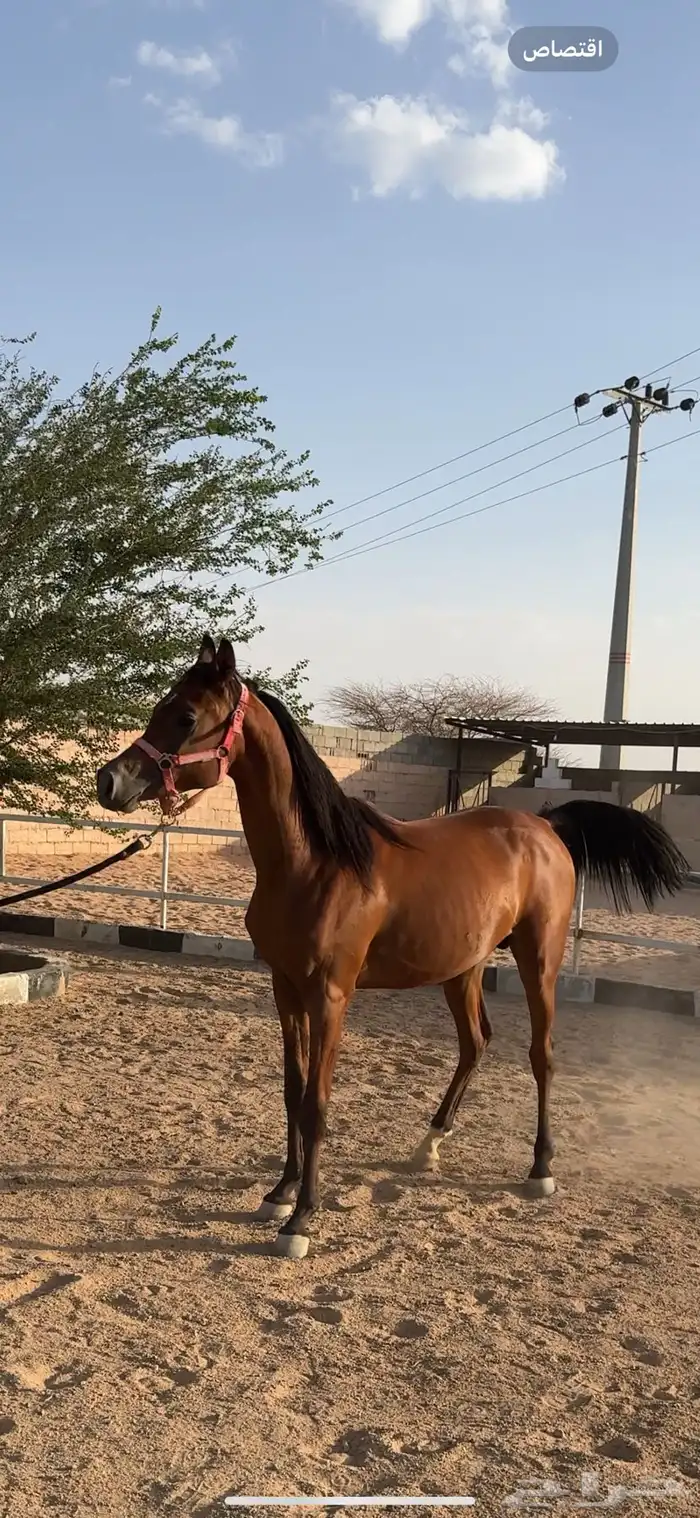 مهر واهو مستقبل فحل مربط 1