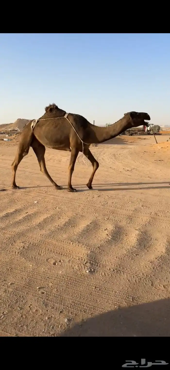 عشرا صفرا 3
