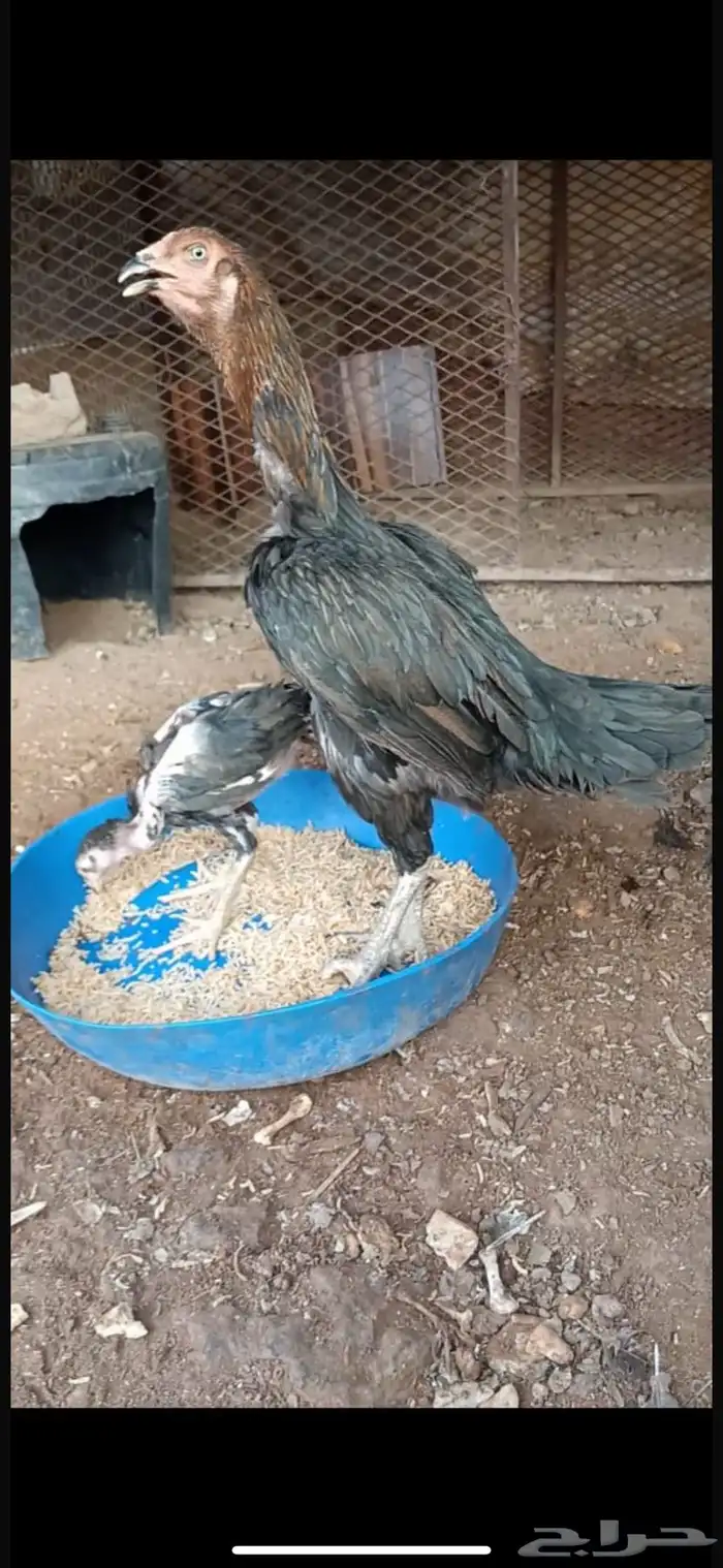 دجاجه بكستانيه 0