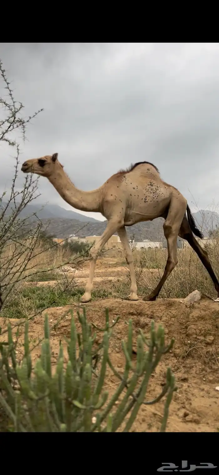 ثنين قعدان للبيع 0