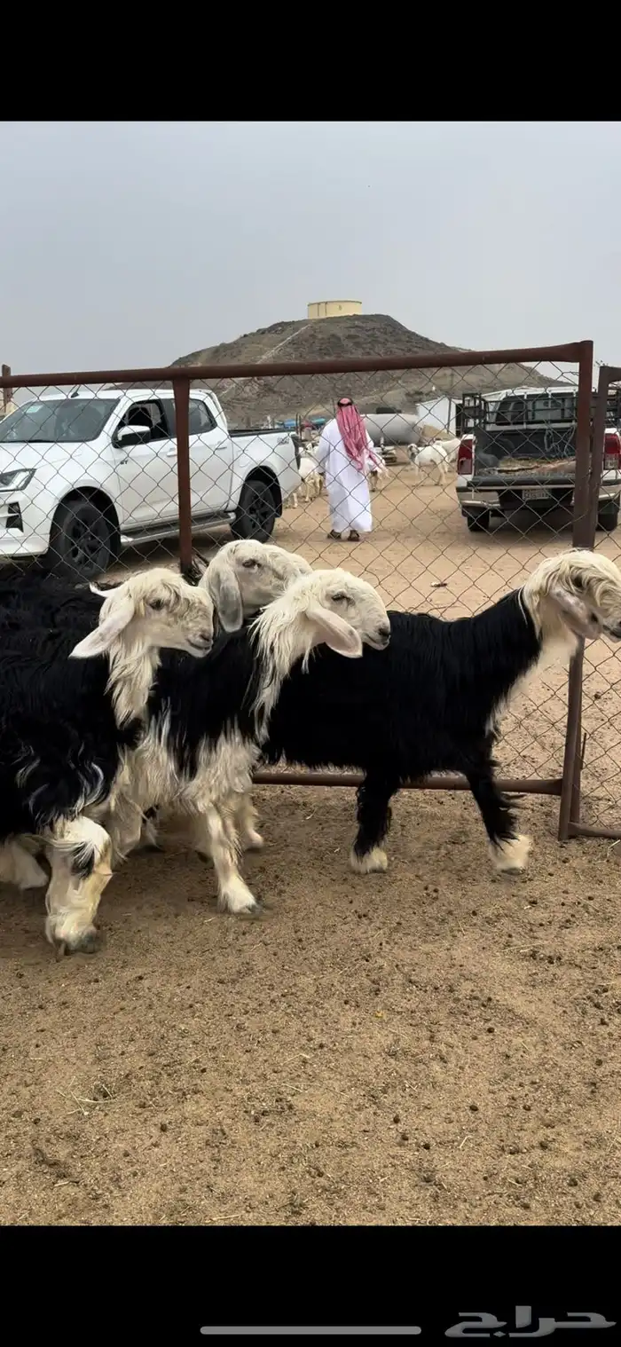 تم البيييع 5