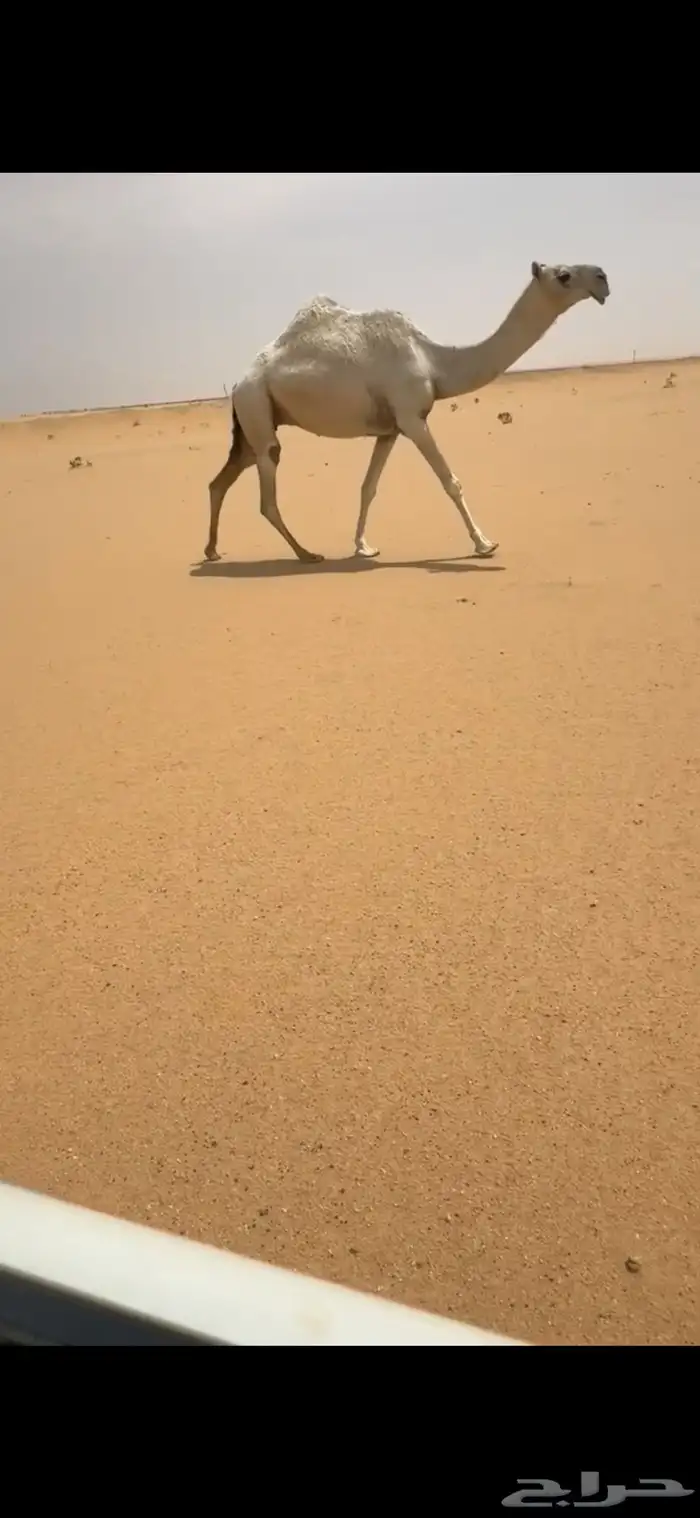 لقحه ثنو طيبه 0