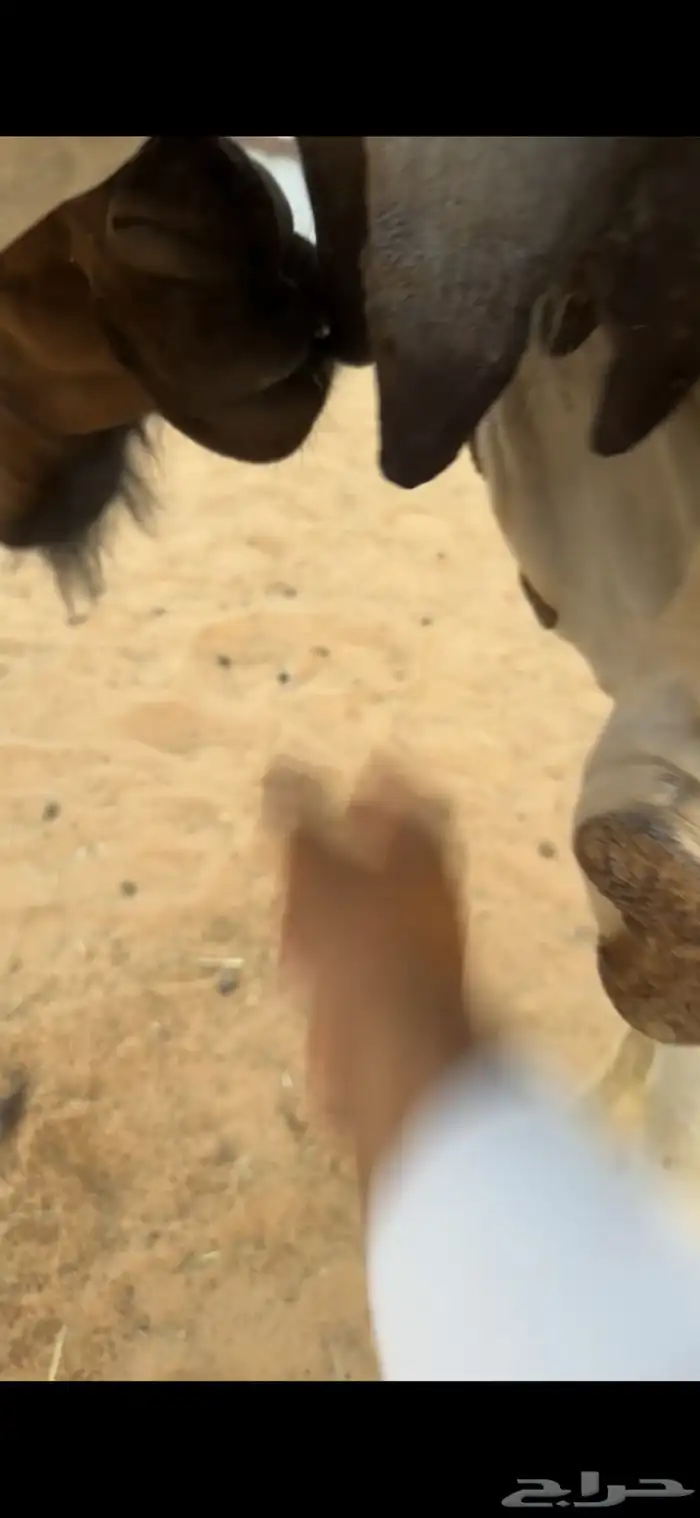 عشراء شقحاء جذعه حدرها لكره صفراء 6