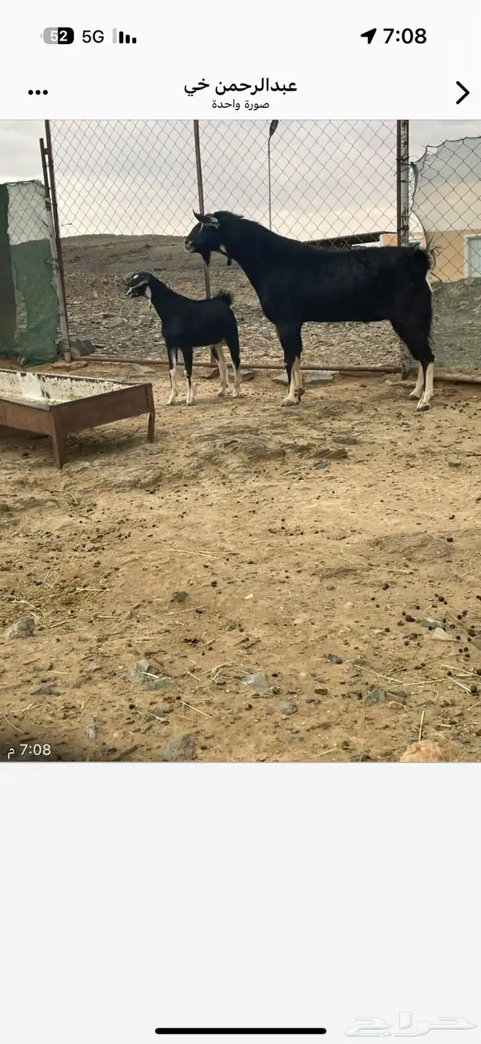 مشروع فحل احو 3